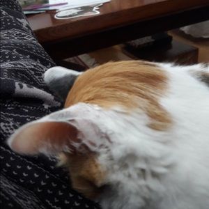 Meet your Posher, Hyeseung